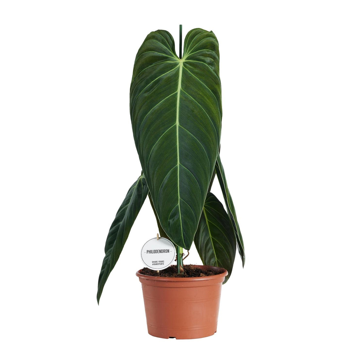 Detailfoto van Philodendron Melanochrysum