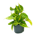 Productfoto van Philodendron Scandens Brasil