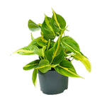 Productfoto van Philodendron Scandens Brasil