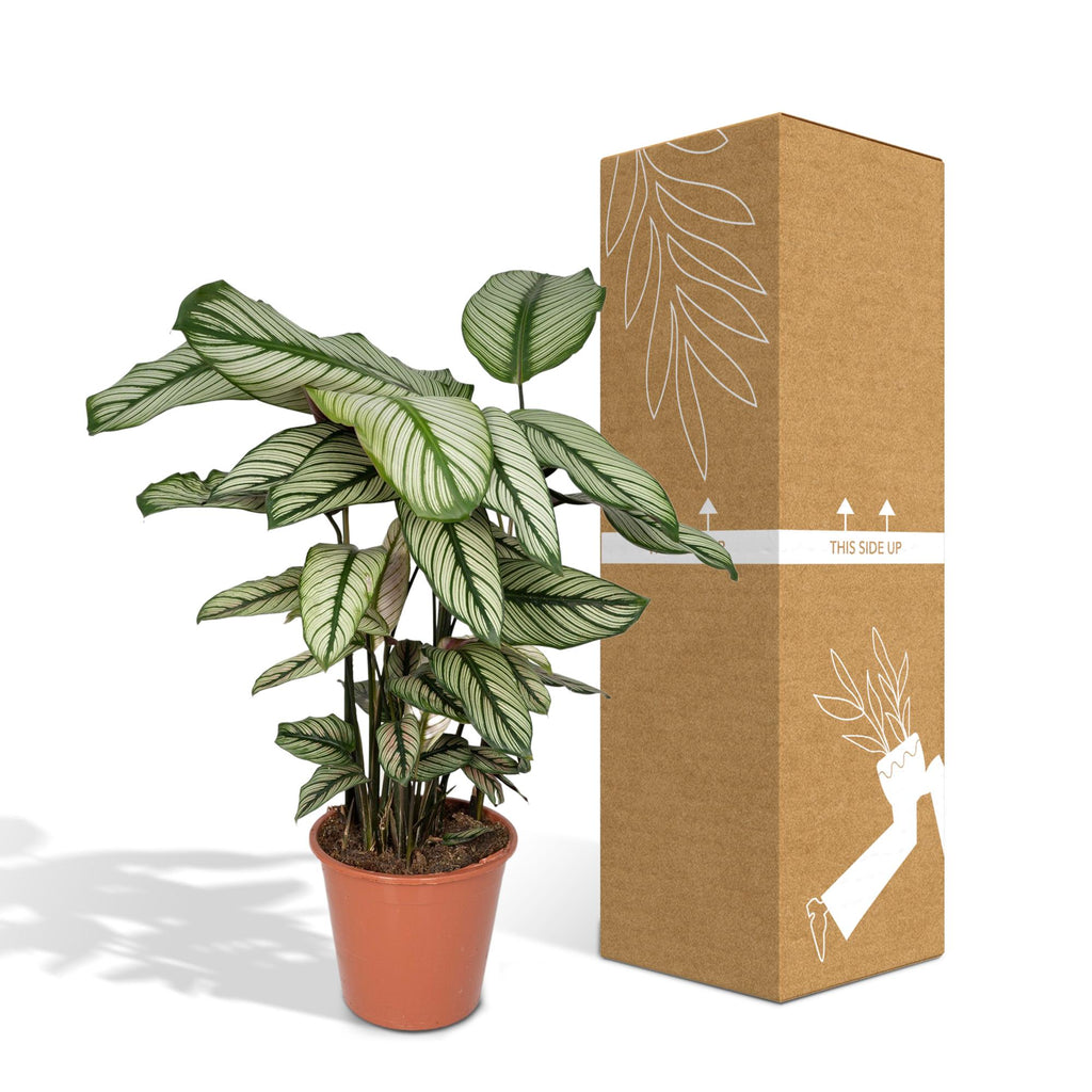 Detailfoto van Calathea Whitestar - Pauwenplant