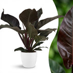 Philodendron Imperial Red - Rood met witte pot, detail van het blad