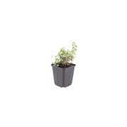 Nepeta faassenii