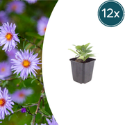 12x Aster frikartii &