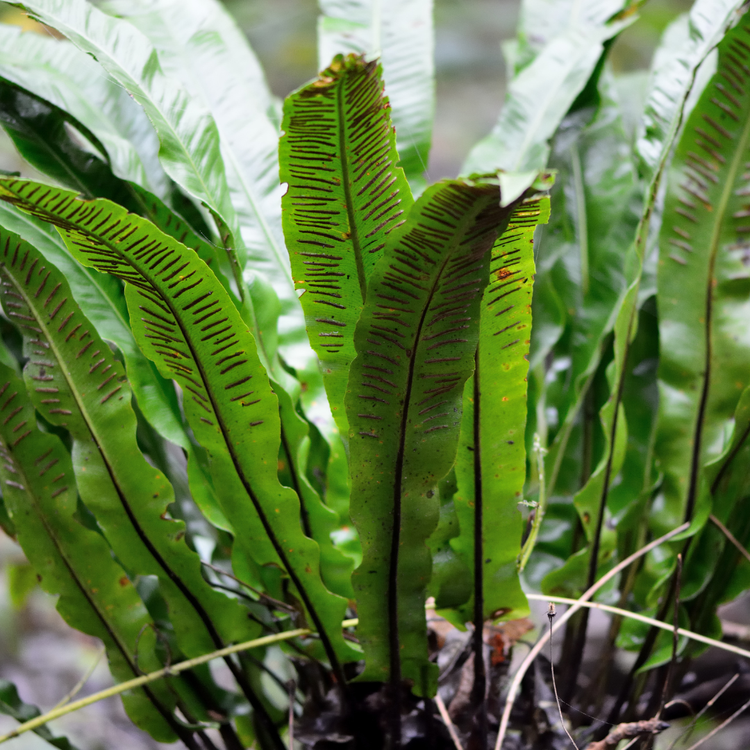 Asplenium scolopendrium, plant in pot