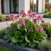 Bergenia cordifolia - Schoenlappersplant - Schaduw - Roze - 6 Planten