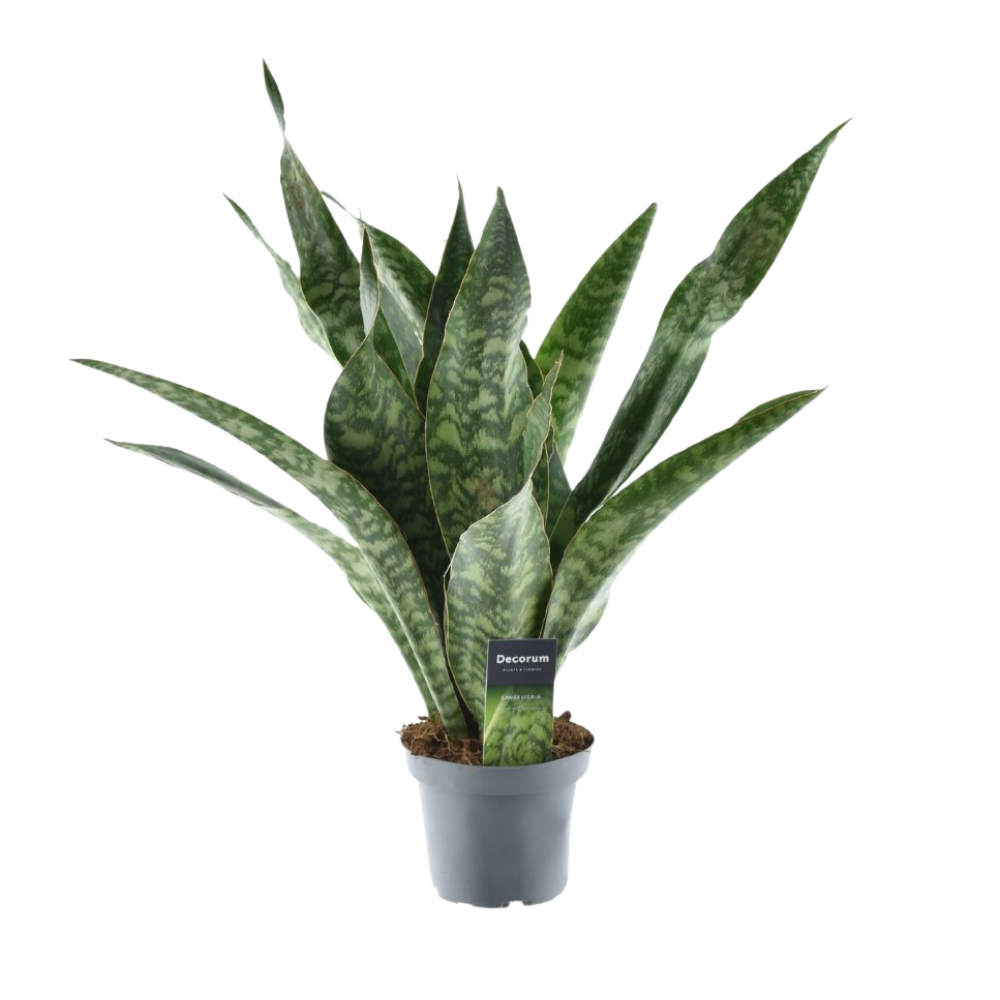 Productfoto van Sansevieria Aubrytniana Dragon
