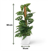 Monkey Mask (Monstera Adansonii Mosstok) met witte pot