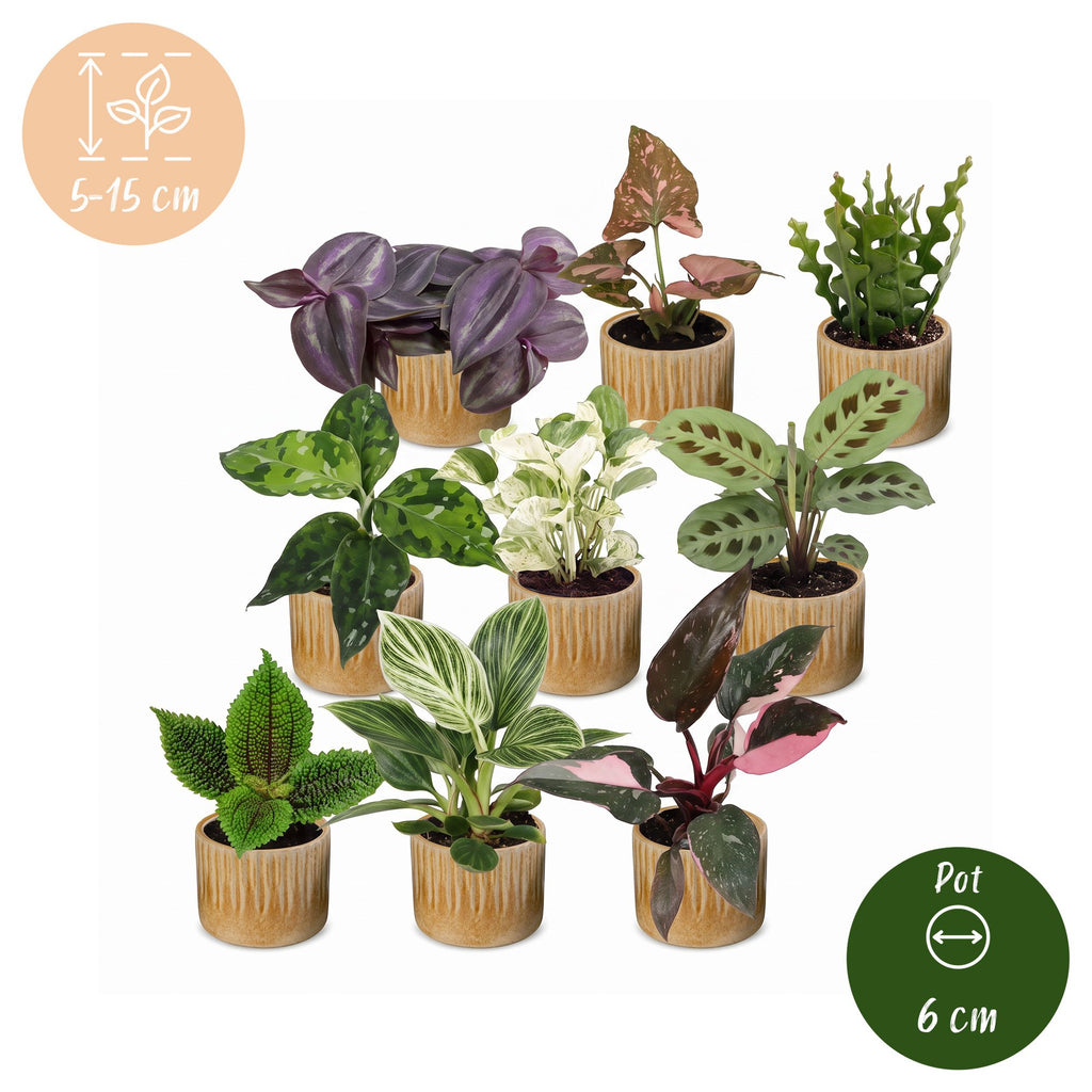 9x Baby Plants Surprise Box - Verrassingsbox kleine planten - Diversen - Tropisch - incl. Linnea Honey - Ø6cm - ↕5-15cm, gezonde plant