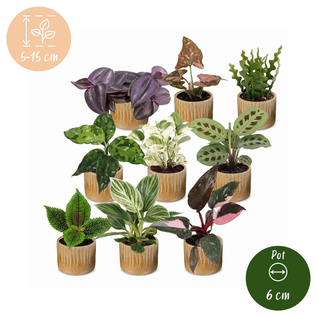 9x Baby Plants Surprise Box - Verrassingsbox kleine planten - Diversen - Tropisch - incl. Linnea Honey - Ø6cm - ↕5-15cm, gezonde plant