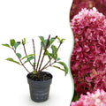 Pluimhortensia Living Little Rosy, groeiwijze van de plant