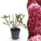 Pluimhortensia Living Little Rosy, groeiwijze van de plant