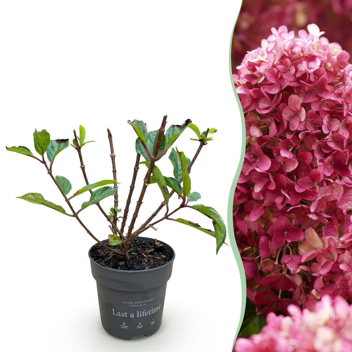 Pluimhortensia Living Little Rosy, groeiwijze van de plant