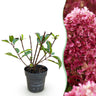 Pluimhortensia Living Little Rosy