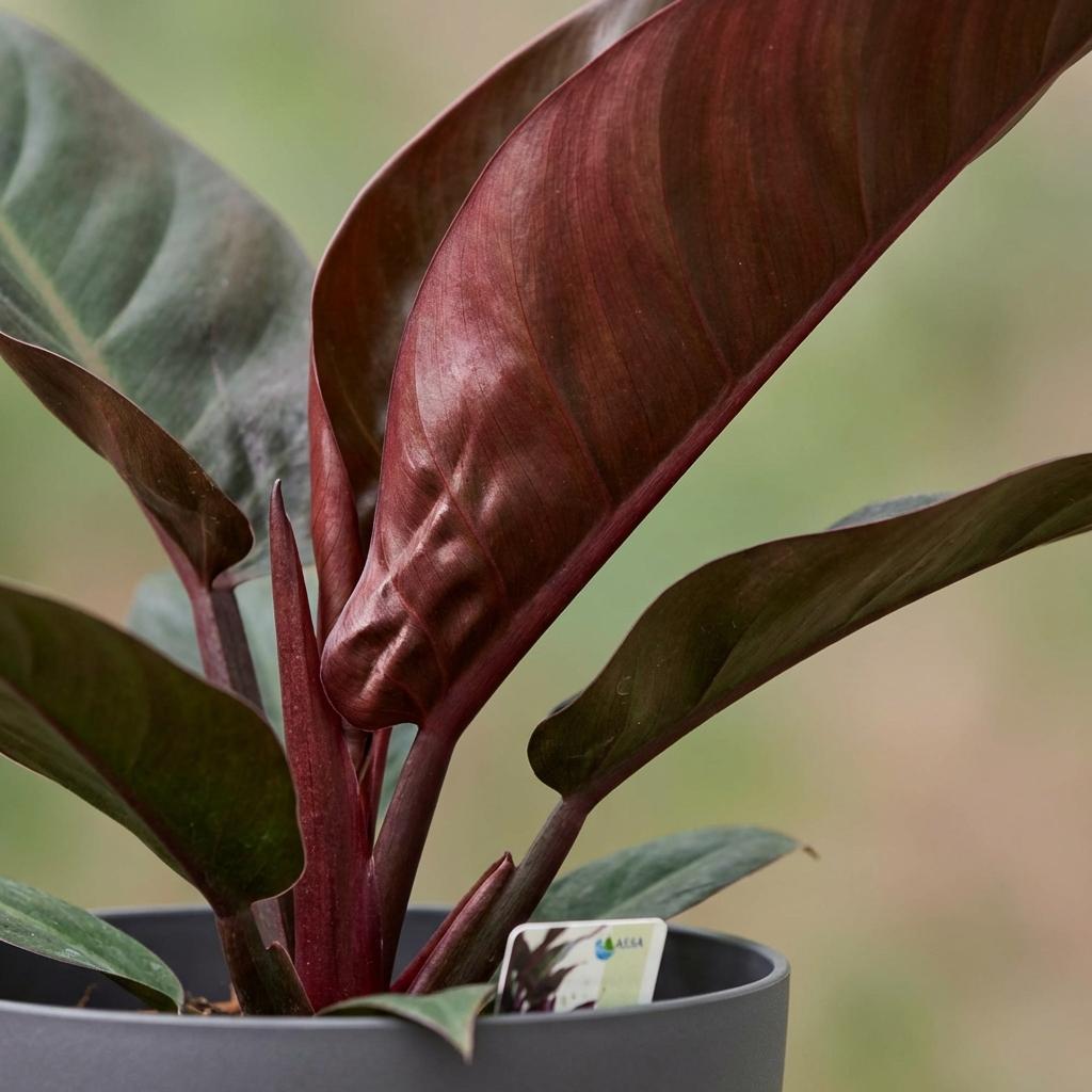Philodendron Imperial Red met grijze pot, groene bladeren