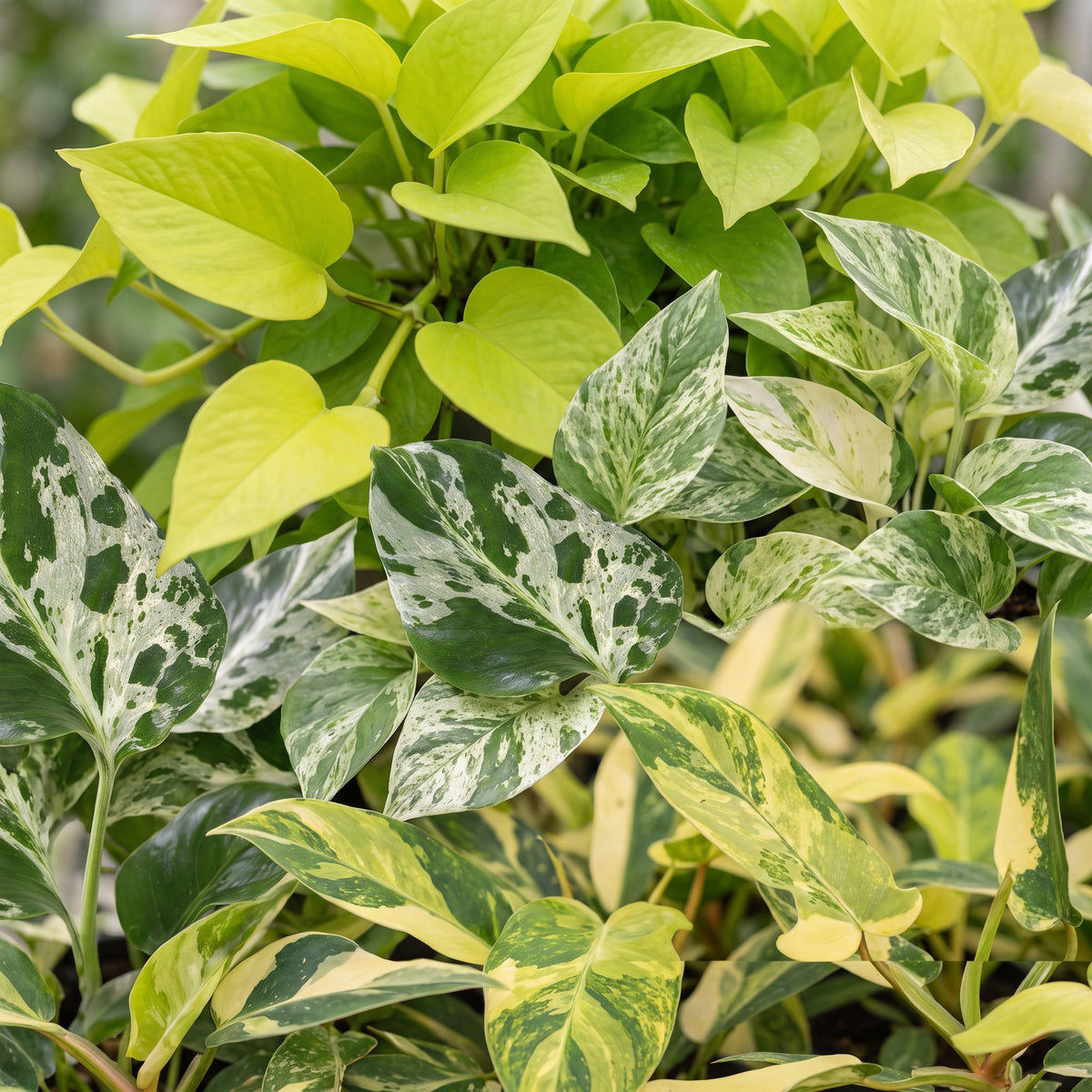 3x Baby Jungle Mix tropische planten
