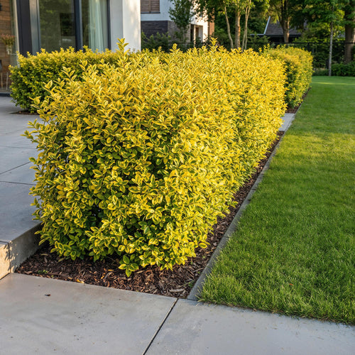 Bontbladige liguster Aureum, plant in pot