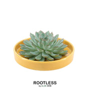 ROOTLESS Succulent Echeveria Pulidonis in schaal &