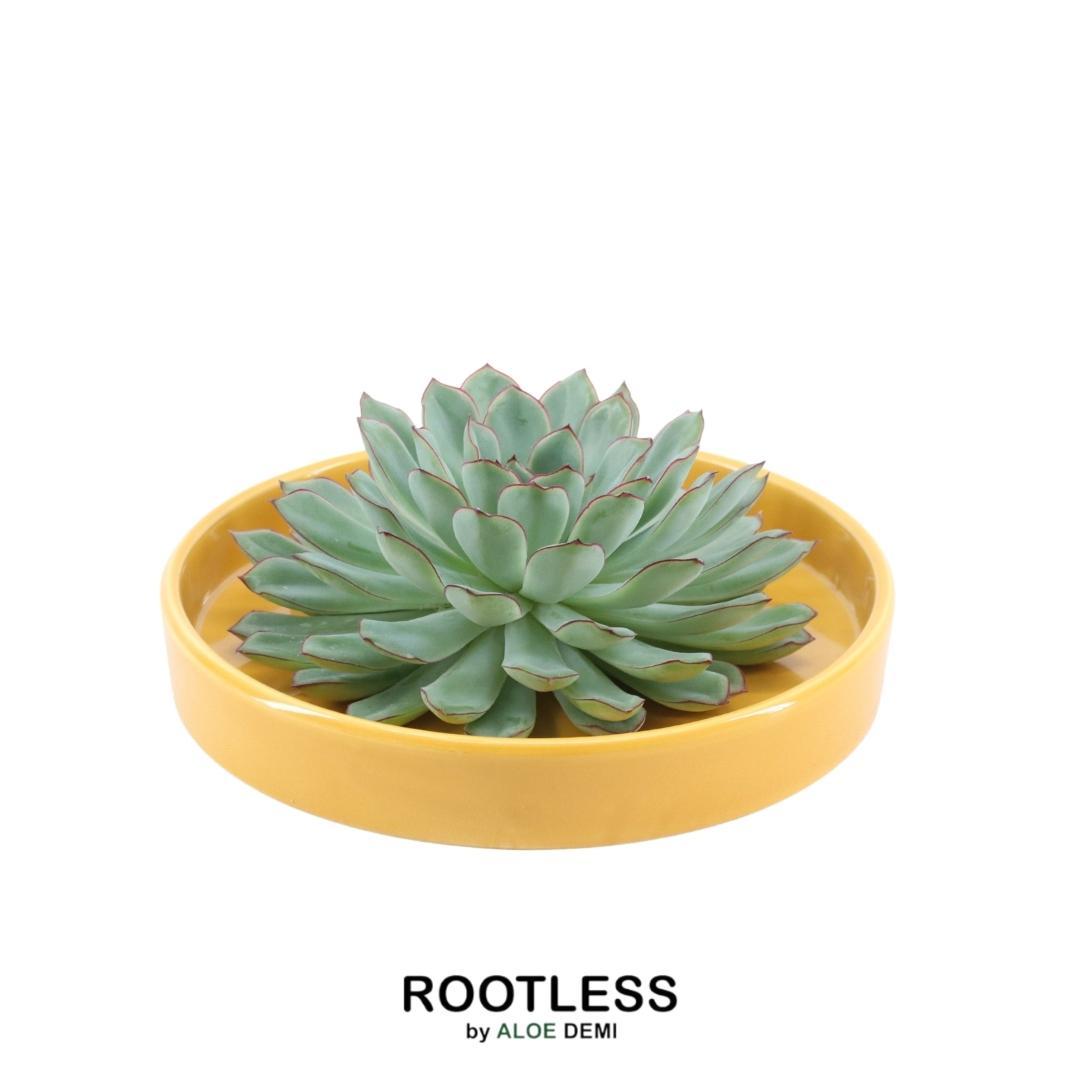 ROOTLESS Succulent Echeveria Pulidonis in schaal 'geel', kenmerkend blad