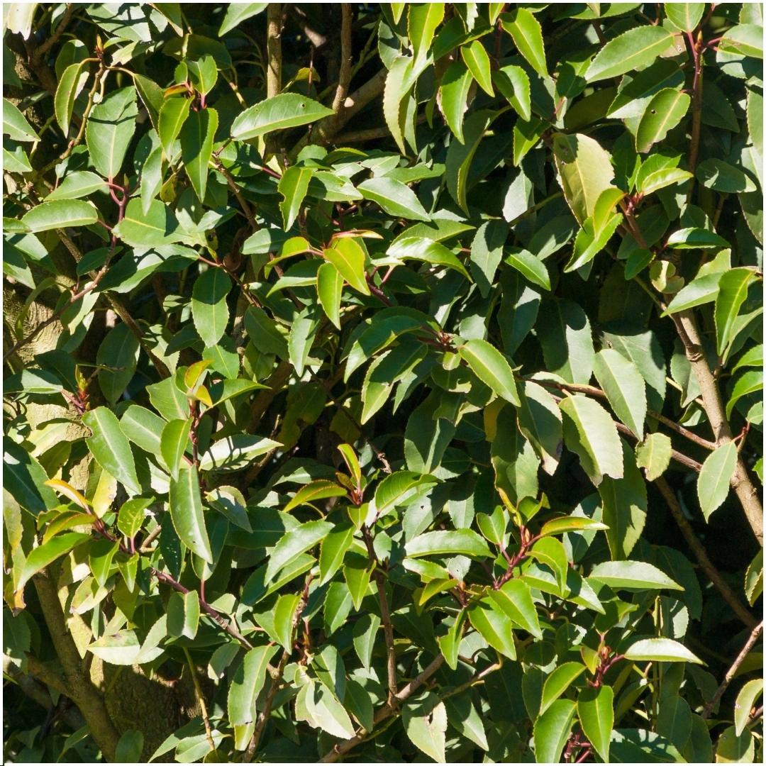 6 x 1 meter Prunus lusitanica 'Angustifolia', detail van het blad