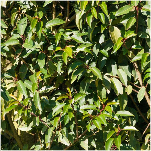 6 x 1 meter Prunus lusitanica 'Angustifolia', detail van het blad
