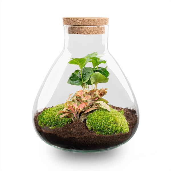 DIY terrarium - Sammie Coffea Red - Zonder gereedschap