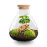 DIY terrarium - Sammie Coffea Red - Zonder gereedschap