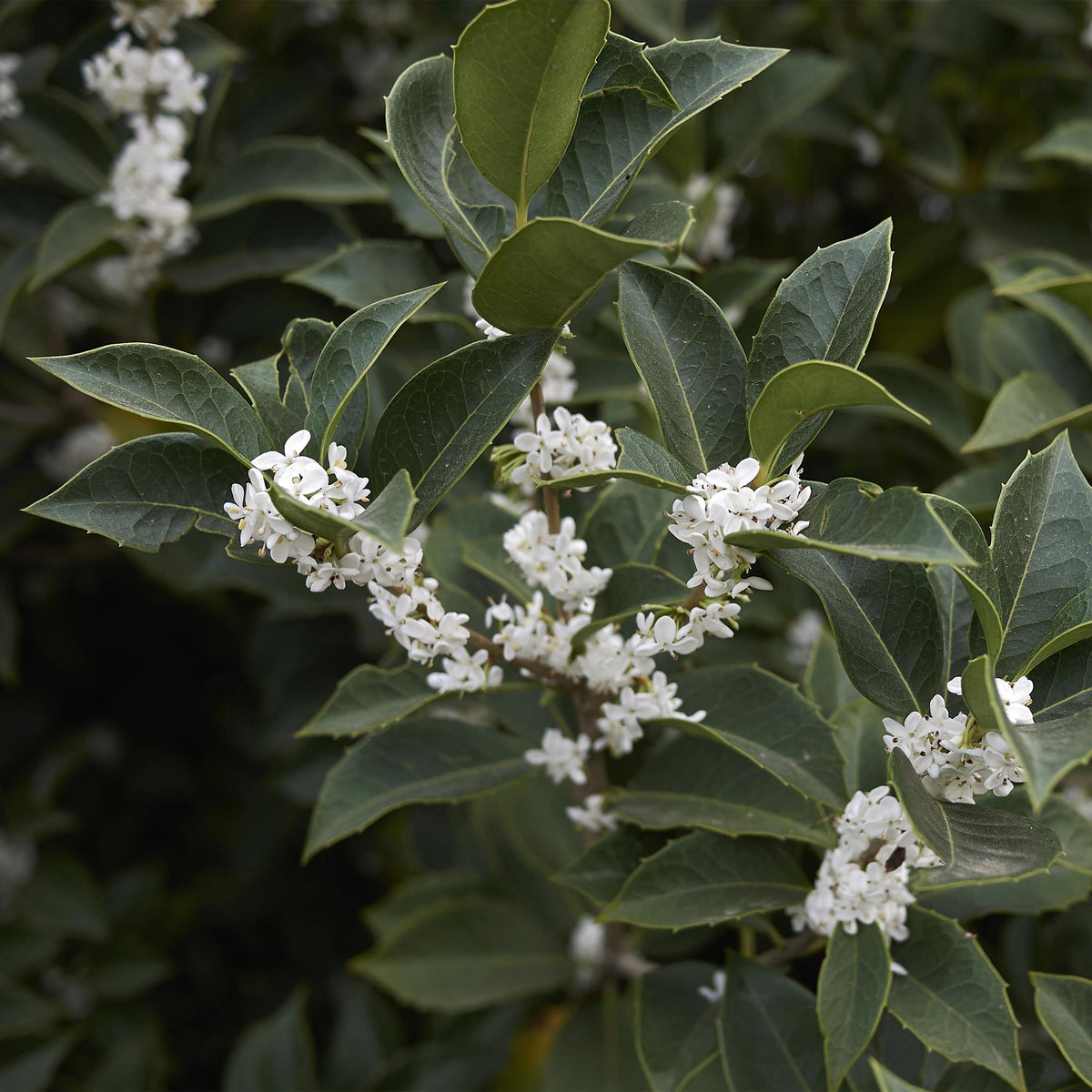 Osmathus burkwoodii, groene bladeren