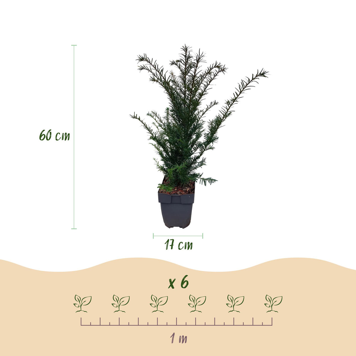 Taxus baccata, groene bladeren