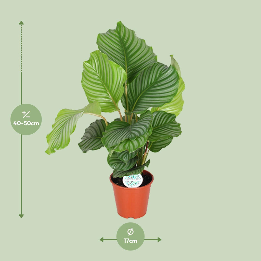 Calathea Orbifolia, detail van het blad