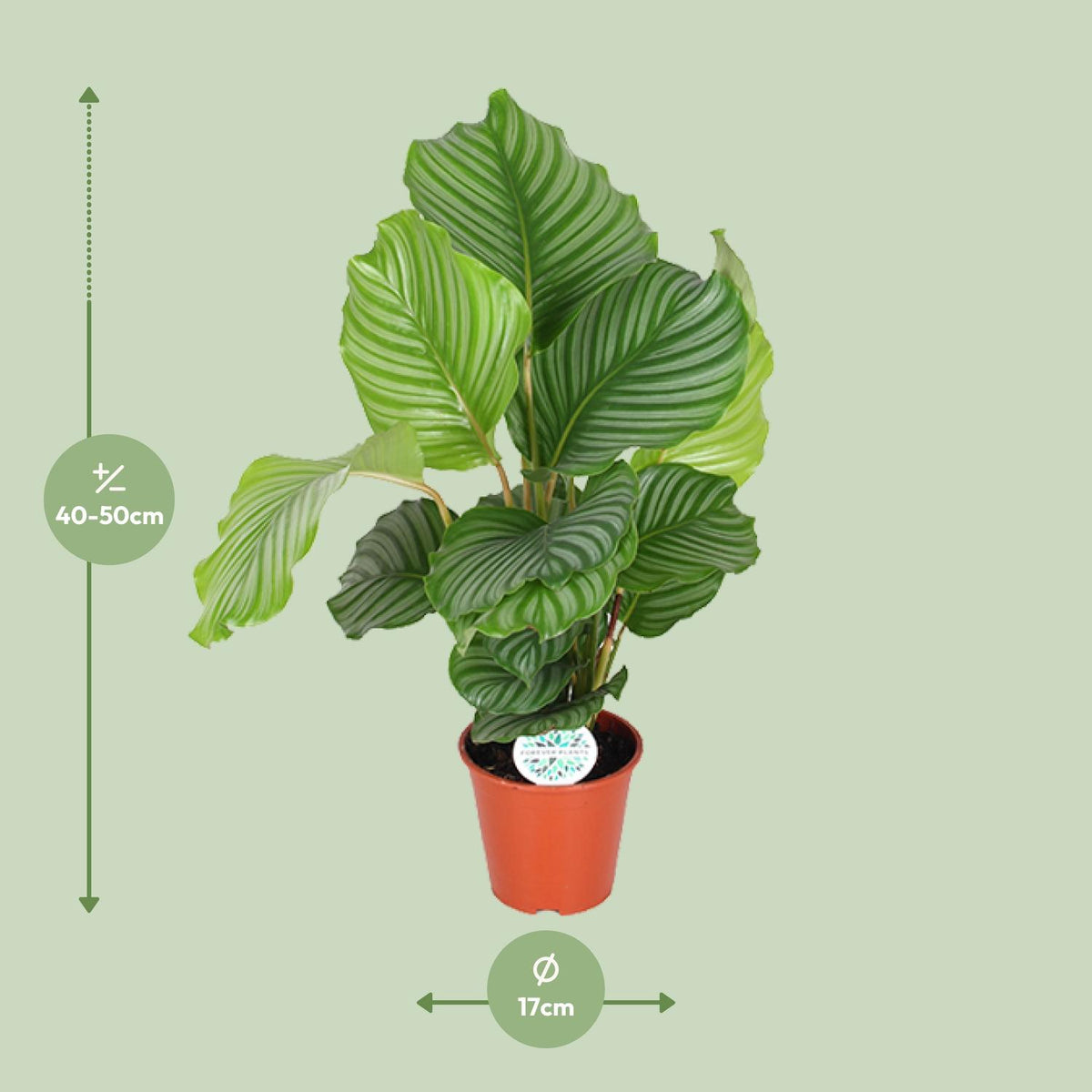 Calathea Orbifolia, detail van het blad