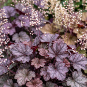 Purperklokje Heuchera micrantha &
