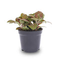 Fittonia 'Red', mozaïekplant met rode nerven, plant in pot