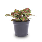 Fittonia 'Red', mozaïekplant met rode nerven, plant in pot