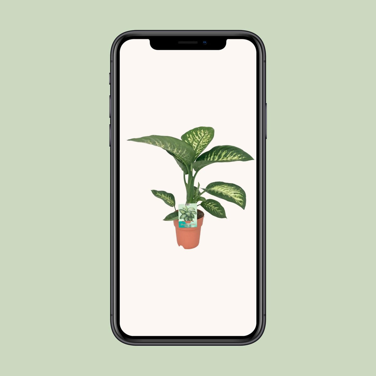 Detailfoto van Dieffenbachia Seguine Tropic Snow
