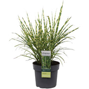 Miscanthus sinensis Strictus
