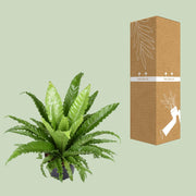 Asplenium Antiquum Osaka