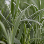 Productafbeelding van Pureplant