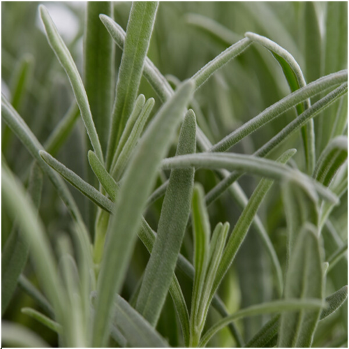 Productafbeelding van Pureplant