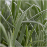 4 x 6er set Lavendel angustifolia