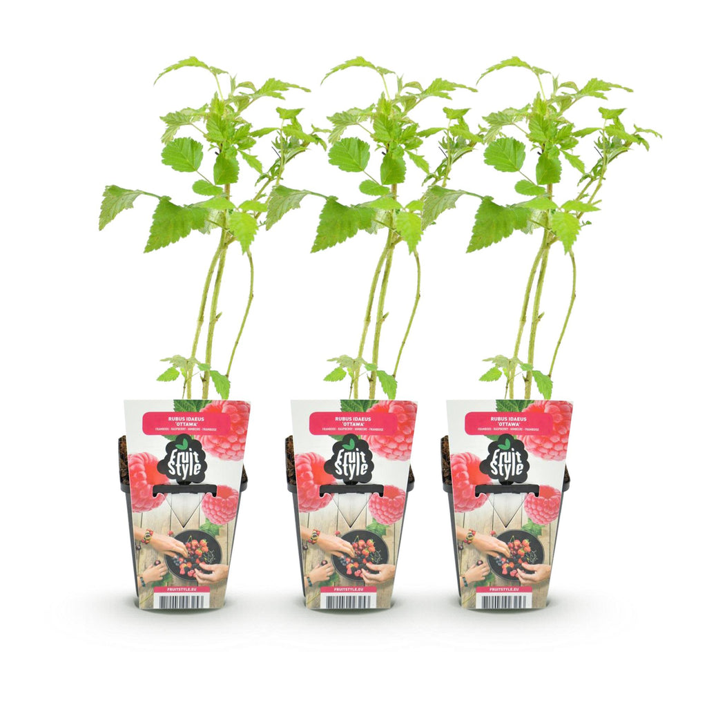 Framboos Rubus idaeus Heritage, gezonde plant