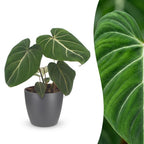 Philodendron gloriosum met grijze pot, detail van het blad