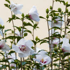 Hibiscus syriacus 'Starburst Chiffon' op stam, wit-roze, groene bladeren