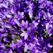 Campanula pers. &