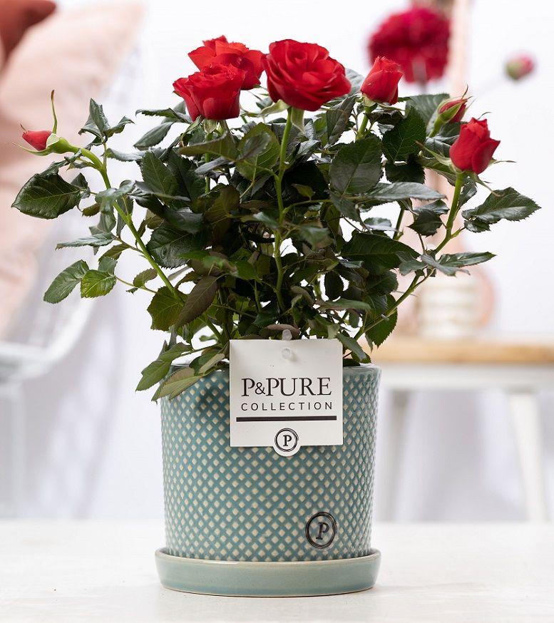 Rosa Red In P&PURE Lauren Ceramics, plant in pot
