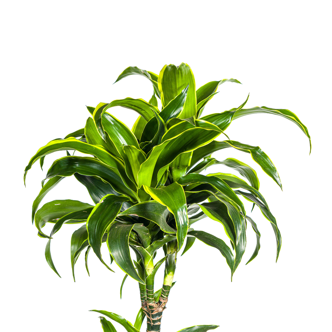 Dracaena Deremensis Dorado, kenmerkend blad