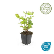 Hypericum inodorum &