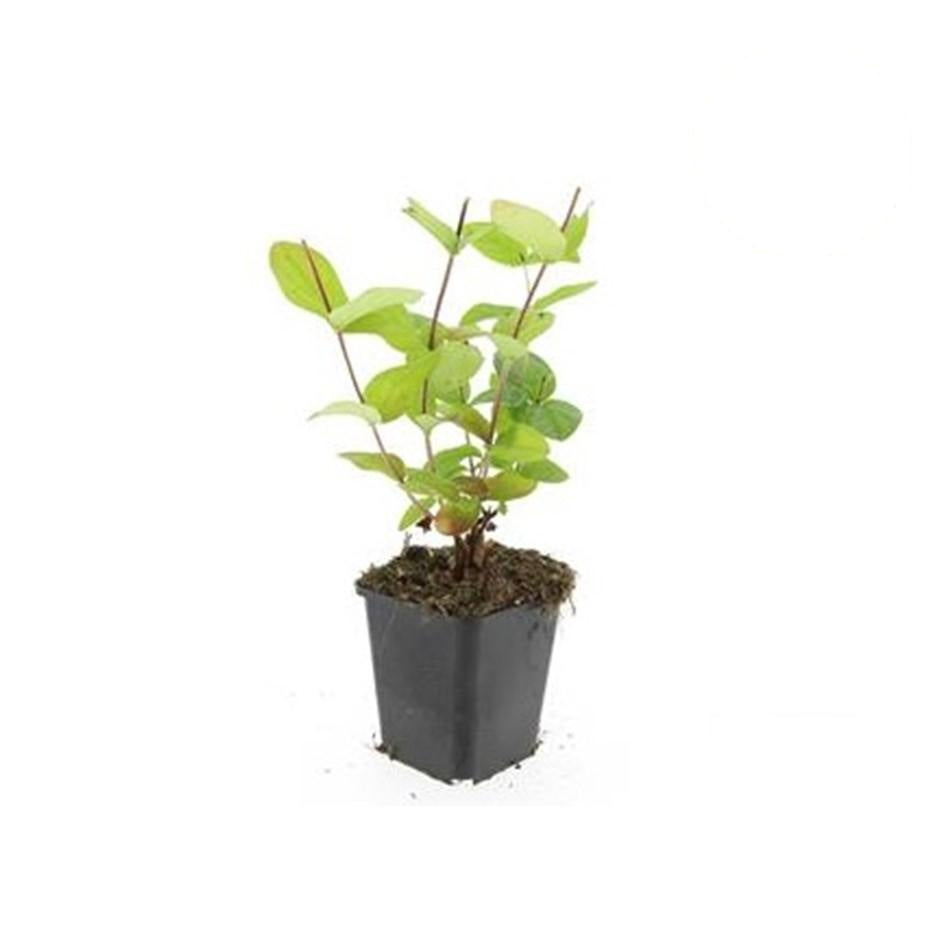 Hypericum inodorum 'Beauty', kenmerkend blad
