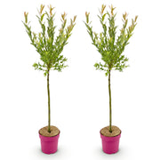2x - Salix Flamingo - Ø19cm - ↕90-100cm