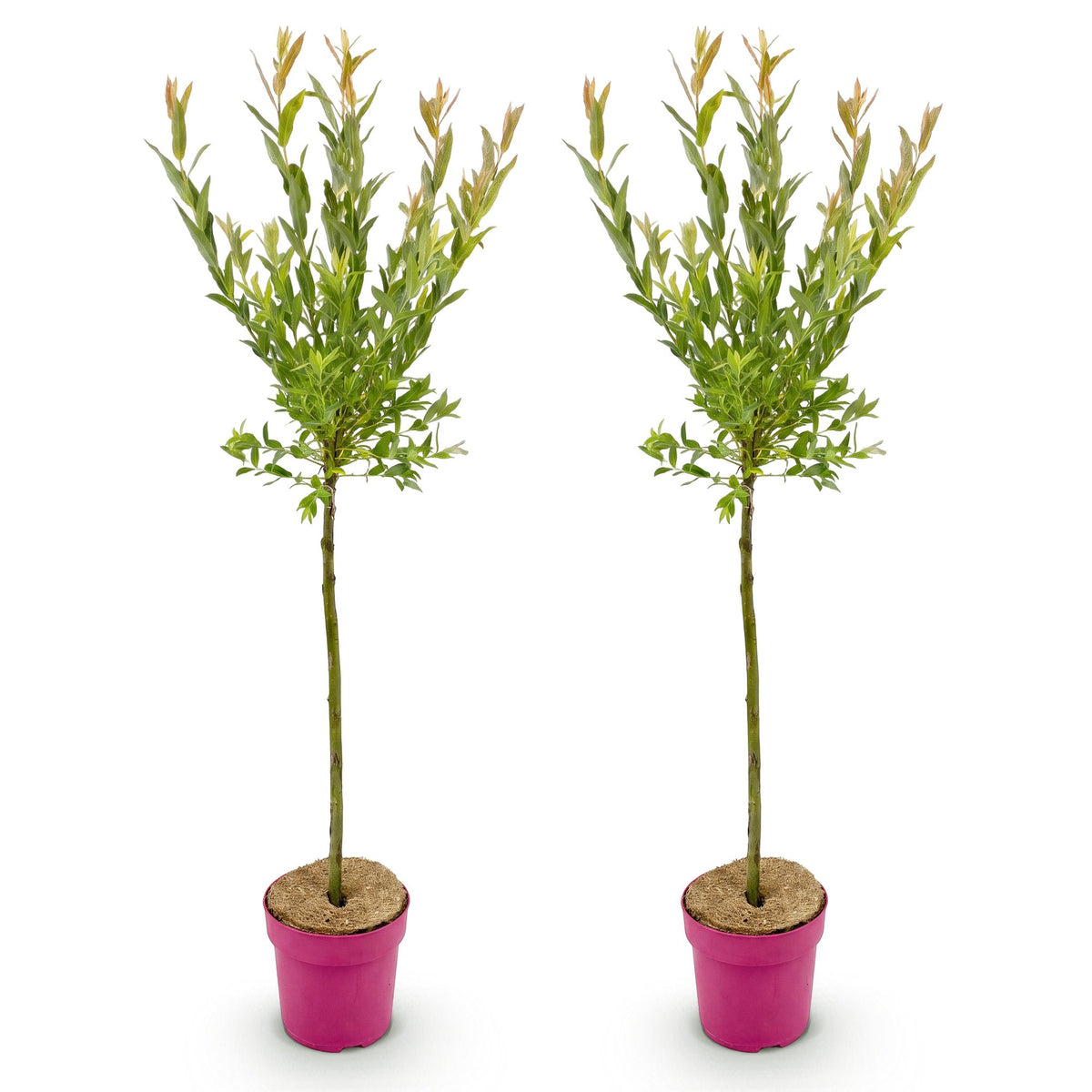 Salix Flamingo, 100 cm hoog, detail van het blad