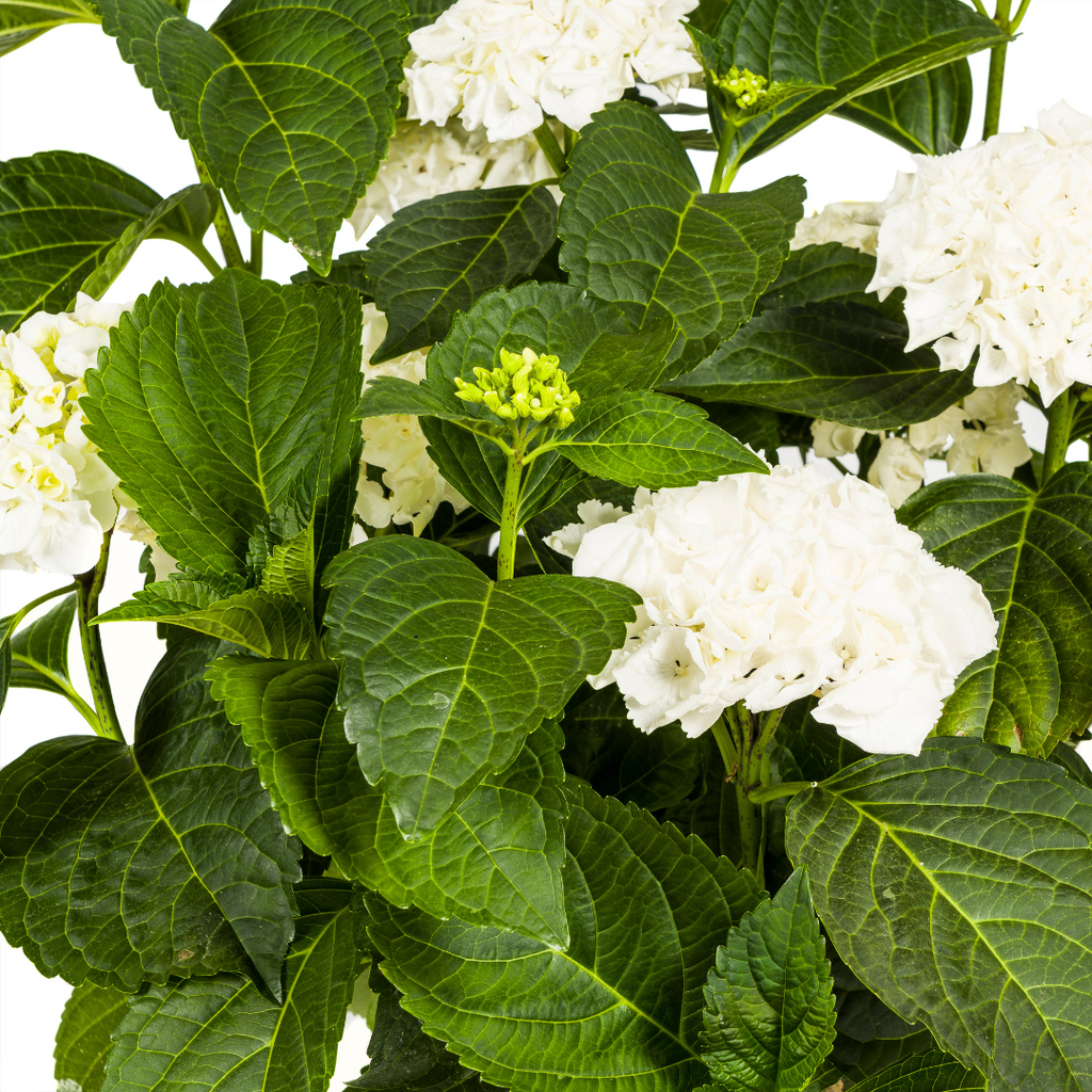 Hydrangea Macrophylla White, groene bladeren